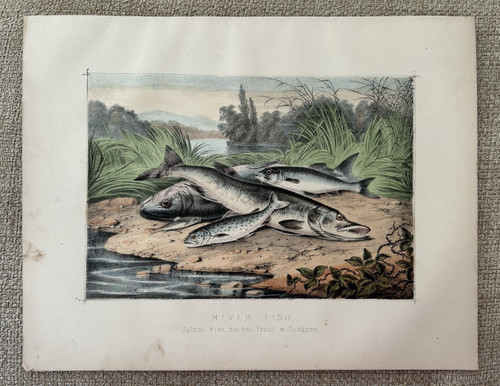 River fish c1880 antique - river,