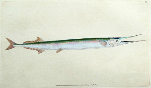 Original 1804 antique fish - antique,