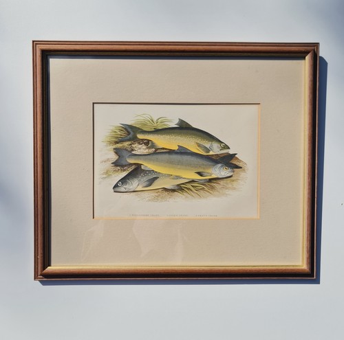 Antique 1879 fish - antique,