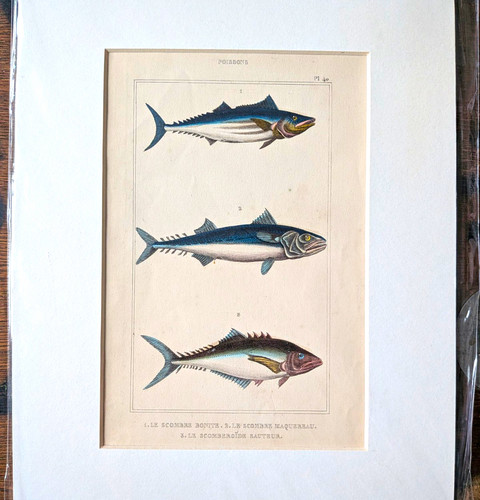 Antique hand coloured - antique,