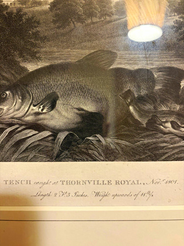 Antique 1801 fish print tench - antique,
