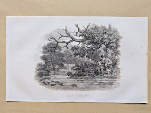 Carp fishing antique - -, print