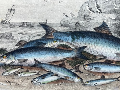 Antique hand coloured